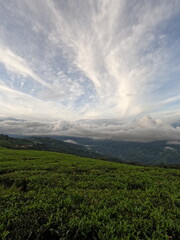 Whispers of Kanyam: A Window to Nepal’s Tea Paradise