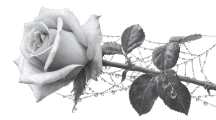 Single rose wrapped in spider web line art isolated on transparent background 