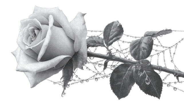 Single rose wrapped in spider web line art isolated on transparent background 