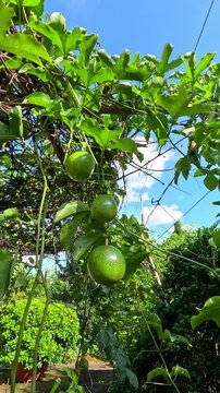 Green passion fruits hanging on vines under bright sunlight in a tropical garden, Mekong Delta, Vietnam.