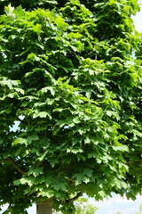 Acer platanoides 'Columnare' &ndash; Ahorn