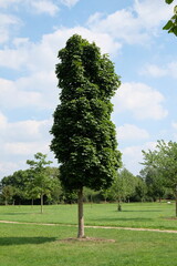 Acer platanoides 'Columnare' – Ahorn