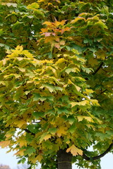 Acer platanoides 'Columnare' &ndash; Ahorn