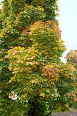 Acer platanoides 'Columnare' – Ahorn