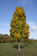 Acer platanoides 'Columnare' &ndash; Ahorn