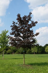 Acer platanoides 'Faassens Black' – Ahorn