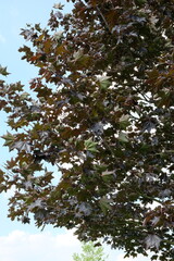 Acer platanoides 'Faassens Black' – Ahorn