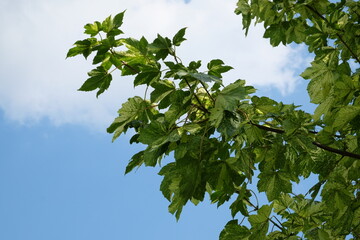 Acer pseudoplatanus 'Leopoldii' – Ahorn