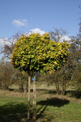 Acer platanoides 'Golden Globe' &ndash; Ahorn