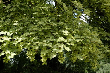 Acer pseudoplatanus 'Leopoldii' – Ahorn