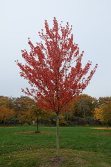 Acer rubrum 'Red Sunset' &ndash; Ahorn