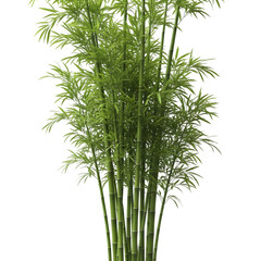 Obraz premium bamboo isolated on white