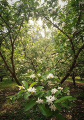 Fototapeta premium Lush Green Orchard with Blooming White Flowers Sunlight Filtering Through Trees