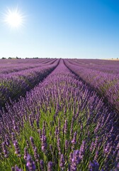 Obraz premium Vast Lavender Field Under Bright Sunlight in Clear Blue Sky