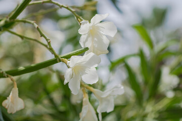 Oleander, sort Madoni grandiflorum (also known as Madonna, Madonna Grandiflorum), a white flower with a green stem in a Spanish garden