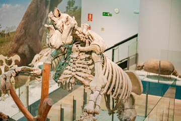 Huge dinosaur skeleton in a paleontological museum,  horizontal shot, top view