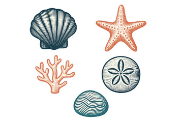 Coastal marine life illustration featuring seashells, starfish, coral, and sand dollar in colorful patterns