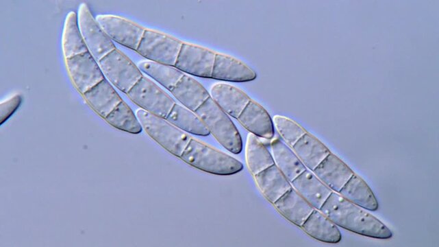 Plant pathogenic fungi spore under microscopy view 1000x magnification 