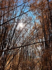 sunset in the forest