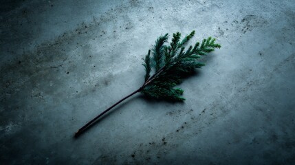 Overhead shot of dark green fir twig resting diagonally on textured cooltoned stone surface with soft lighting and subtle shadows, empty space on the right side for design or text