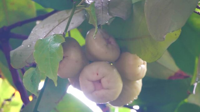 Javanese Apple (Syzygium samarangense) white margin exotic tree, edible fruits. Vietnam