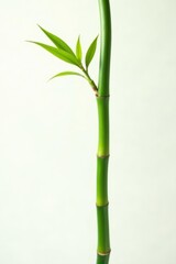 Naklejka premium Single bamboo stalk, delicate leaves, clean background , leaves, bamboo, clipart