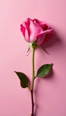 Fototapeta premium Single dried pink rose on matching pink Simple, elegant floral design Top view , simple, floral still life