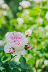 Roses blooming in a vibrant garden during springtime