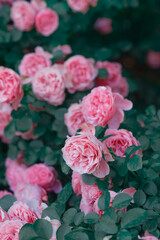 Fototapeta premium Beautiful pink roses blooming in a lush garden during springtime