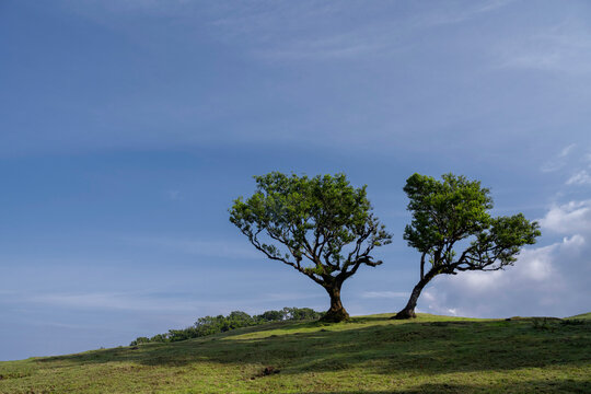 Ancient laurel tree in the Fanal Forest, Madeira Island, Portugal. This mystical rainforest, part of the UNESCO World Heritage Laurisilva of Madeira, is a famous travel destination for hikers.