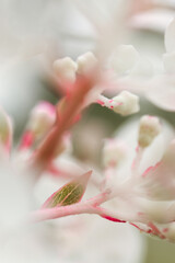 Fototapeta premium Hortensie