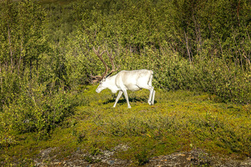 White reindeer grazing  in the wilderness of  Norway