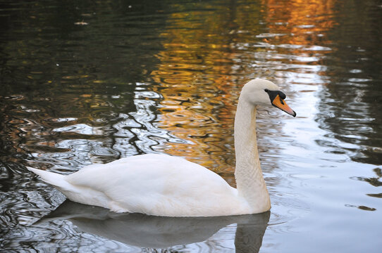 WILD SWANS FULL GRAIN Outdoor Illinois Journal: Counting Swans