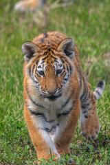 Tiger Cub