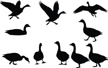 Duck bird silhouette vector set, flying, walking, and feeding poses, black shapes with wing detail, nature artwork for wildlife, decor, and design
