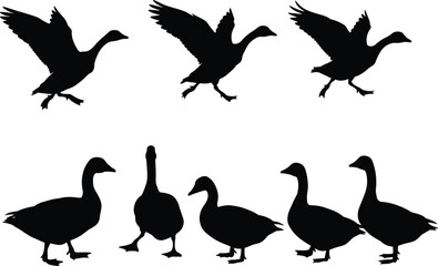 Goose bird silhouette vector set, flying and walking poses, black shapes with wing detail, nature artwork for wildlife, decor, and design