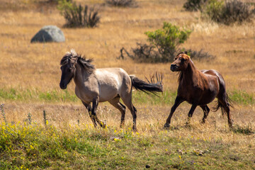 Running horses
