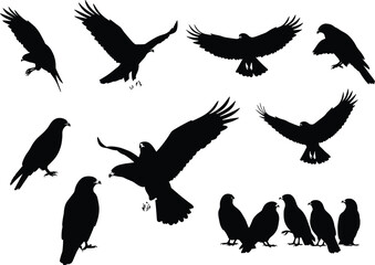 Raptor bird silhouette vector set, flying and perched poses, black shapes with wing detail, nature artwork for wildlife, decor, and design