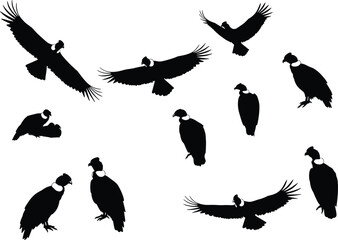 Obraz premium Vulture bird silhouette vector set, flying and perched poses, black shapes with hooked beaks and wings, nature artwork for wildlife and design