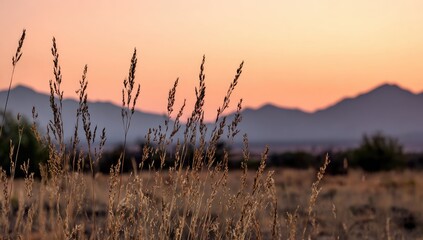 Golden grasses at sunset, mountains in the distance