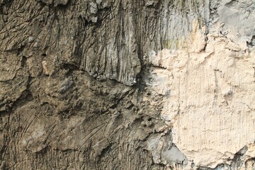 bark of tree