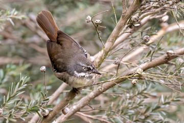 White-Browed Scrubwren (Sericornis Frontalis)