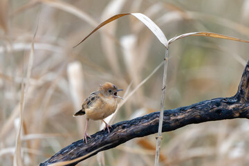 Golden-Headed Cisticola (Cisticola Exilis)