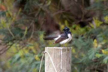 Willie Wagtail (Rhipidura Leucophrys)