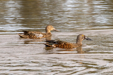 Australasian Shovelers (Anas Rhynchotis)