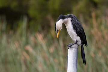 Little Pied Cormorant (Microcarbo Melanoleucos)
