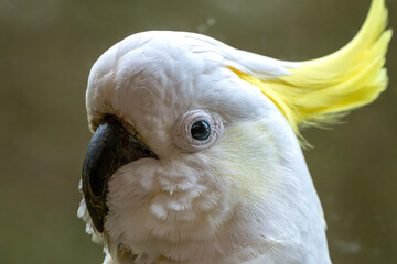 Sulphur-Crested Cockatoo (Cacatua Galerita)