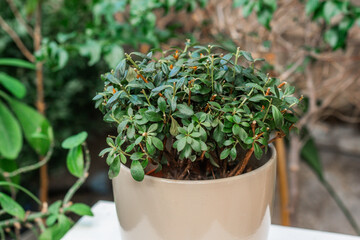 Potted green shrub on tabletop for concept of home gardening and indoor greenery