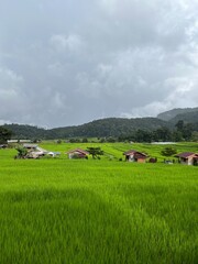 Obraz premium Tranquil Village Scene in the Lush Rice Fields: A picturesque scene unfolds as a quaint village nestles among vibrant green rice fields under the serene, overcast sky.