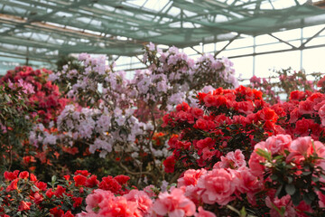 Azalea Flowers Blooming  in a Greenhouse